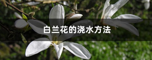 白兰花的浇水方法