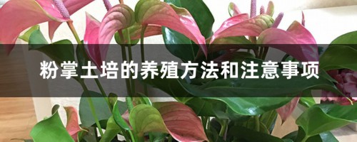 粉掌土培的养殖方法和注意事项