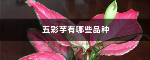 五彩芋(彩叶芋)品种大全